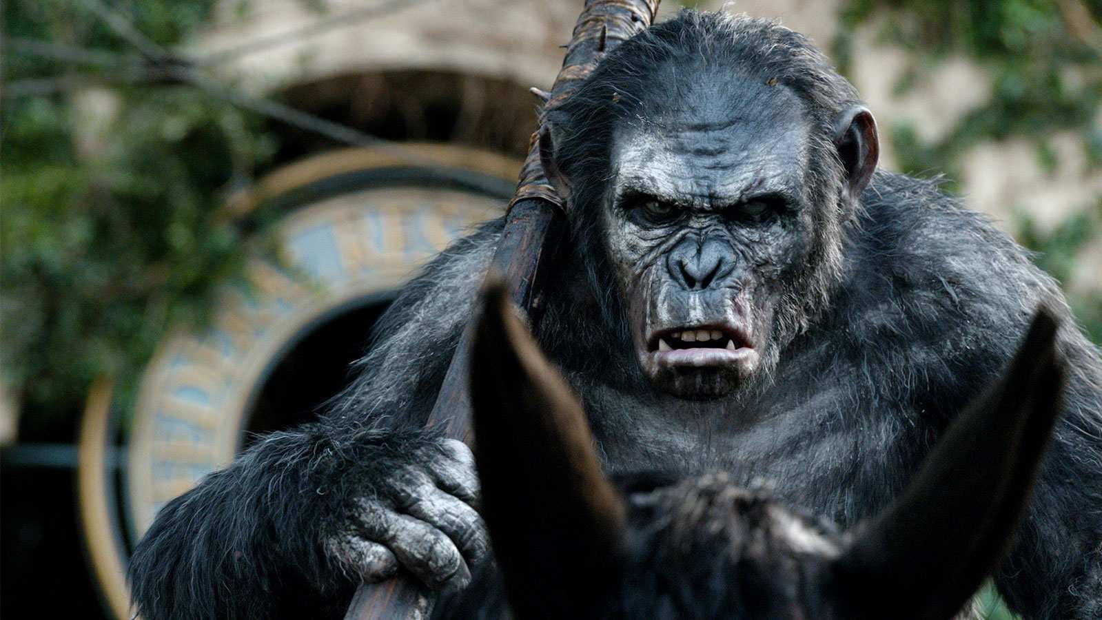 dawn-of-the-planet-of-the-apes-koba